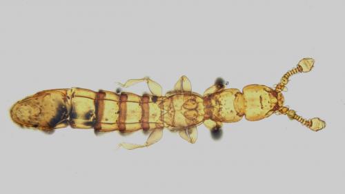 Mayetia bonadonai
